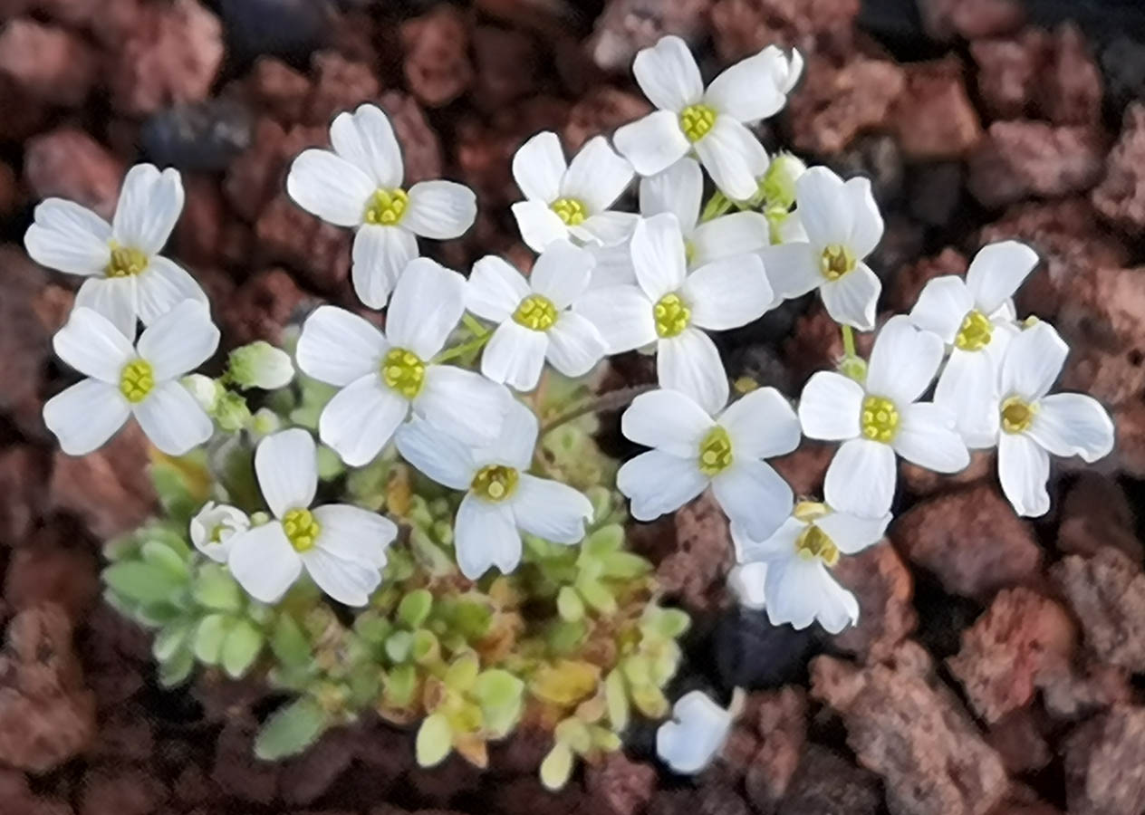 Draba ossetica var racemosa